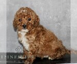 Small Poodle (Miniature)