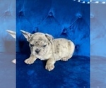 Small #21 French Bulldog