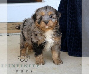 Bernedoodle (Miniature) Puppy for sale in PARADISE, PA, USA
