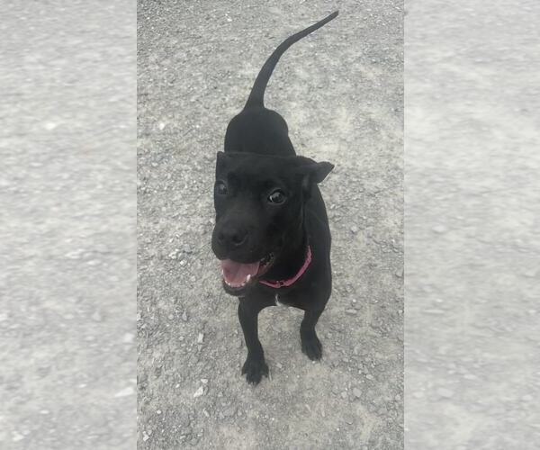 Medium Photo #3 Labrador Retriever-Unknown Mix Puppy For Sale in Evansville, IN, USA