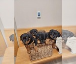 Small Photo #3 Rottweiler Puppy For Sale in RACINE, WI, USA