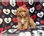 Small Cavapoo