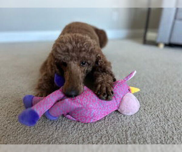 Medium Photo #4 Poodle (Standard) Puppy For Sale in Fort Wayne, IN, USA