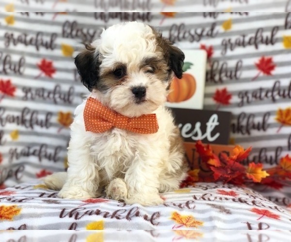 Medium Photo #18 Zuchon Puppy For Sale in LAKELAND, FL, USA