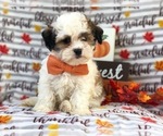 Small Photo #18 Zuchon Puppy For Sale in LAKELAND, FL, USA