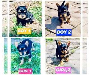 Yorkshire Terrier Puppy for sale in BUSHKILL, PA, USA