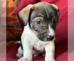 Small #2 Jack Russell Terrier Mix