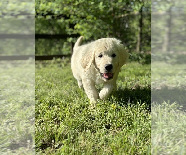 Medium Photo #4 English Cream Golden Retriever Puppy For Sale in WHITE HOUSE, TN, USA
