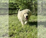 Small #3 English Cream Golden Retriever