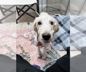 Goldendoodle Dogs for adoption in Bonita Springs, FL, USA