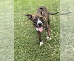 Small #1 American Pit Bull Terrier Mix
