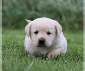 Labrador Retriever Puppies For Sale Near 48047 Usa Page 1 50 Per Page Puppyfinder Com