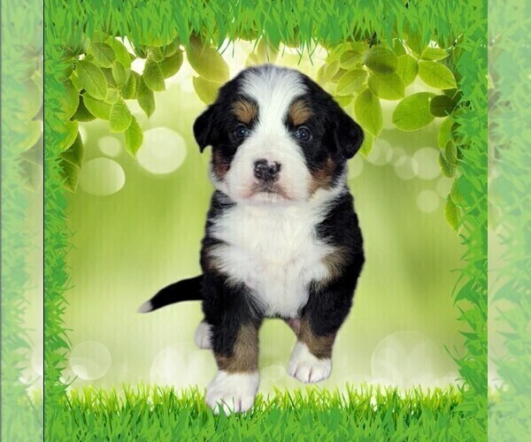 Medium Photo #2 Bernese Mountain Dog Puppy For Sale in PEYTON, CO, USA
