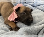 Small Photo #171 Belgian Malinois Puppy For Sale in REESEVILLE, WI, USA