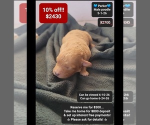 Poodle (Toy) Puppy for sale in TUCSON, AZ, USA