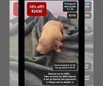 Image preview for Ad Listing. Nickname: Parker