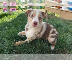 Australian Shepherd-Unknown Mix Puppy for sale in JEROMESVILLE, OH, USA