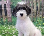 Small Photo #15 Miniature Labradoodle Puppy For Sale in BLAKESBURG, IA, USA