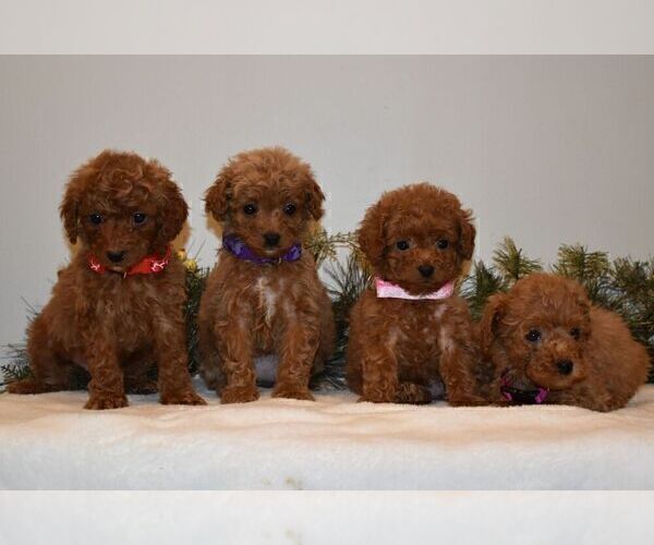 Medium Photo #2 Goldendoodle-Poodle (Miniature) Mix Puppy For Sale in NEWPORT, PA, USA