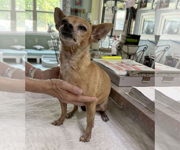 Medium Photo #1 Chiweenie Puppy For Sale in Benton, LA, USA
