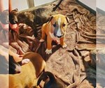 Small Photo #6 Bull Terrier Puppy For Sale in BUCKLIN, KS, USA