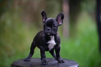 English Bulldog Puppy for sale in CRANSTON, RI, USA