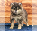Small #4 Pomsky