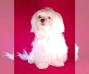 Mother of the Maltese puppies born on 07/17/2020