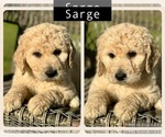 Small Photo #1 Goldendoodle Puppy For Sale in BOKOSHE, OK, USA