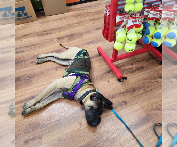 Medium Photo #2 Mastiff-Unknown Mix Puppy For Sale in Catasauqua, PA, USA