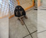 Small Bloodhound