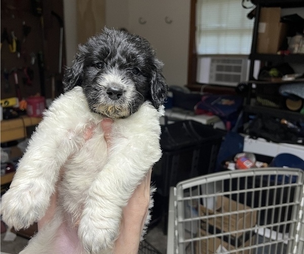 Medium Photo #6 Goldendoodle Puppy For Sale in ARKOMA, OK, USA