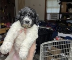 Small Photo #6 Goldendoodle Puppy For Sale in ARKOMA, OK, USA