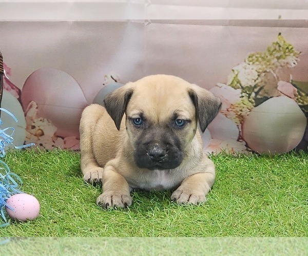 Medium Photo #14 Catahoula Leopard Dog Puppy For Sale in CUMBY, TX, USA