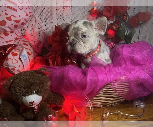 Medium Photo #8 French Bulldog Puppy For Sale in NEW BEDFORD, MA, USA
