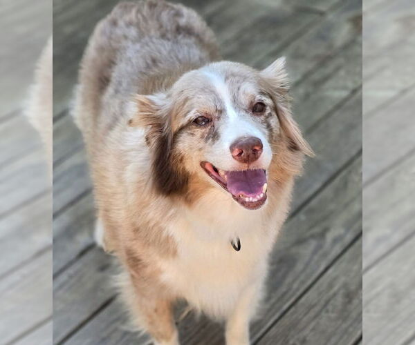 Medium Photo #1 Australian Shepherd Puppy For Sale in Social Circle, GA, USA