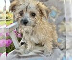 Small Morkie