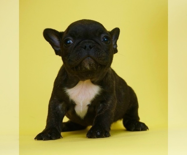 Medium Photo #4 French Bulldog Puppy For Sale in NAPPANEE, IN, USA