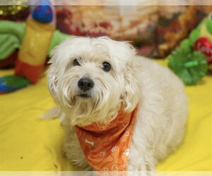Maltipoo (Miniature) Dogs for adoption in Placerville, CA, USA