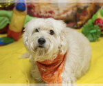 Small Maltipoo (Miniature)