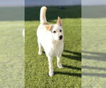 Small #4 Labrador Retriever Mix