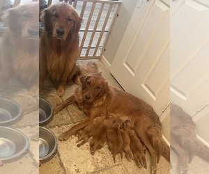 Mother of the Golden Retriever puppies born on 06/10/2022