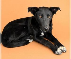 German Shepherd Dog-Unknown Mix Dogs for adoption in HESPERIA, CA, USA