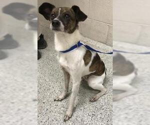Mutt Dogs for adoption in Conroe, TX, USA