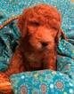 Small Photo #6 Goldendoodle Puppy For Sale in HARTVILLE, OH, USA