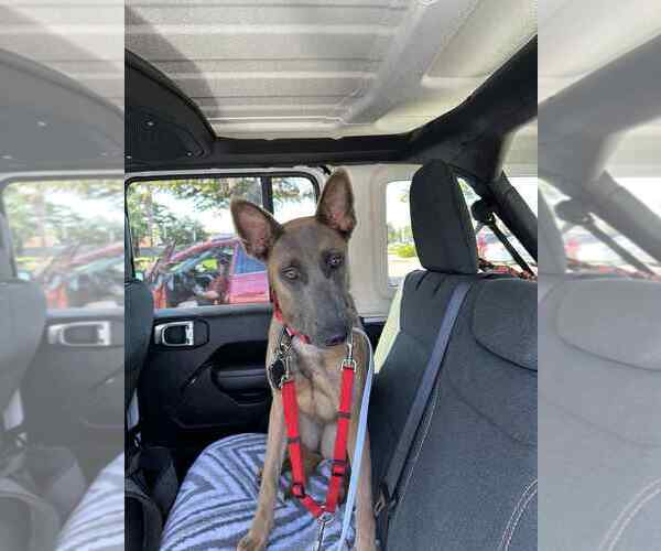 Medium Photo #2 Mutt Puppy For Sale in Imlay City, MI, USA