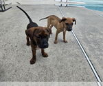 Small #5 Chihuahua Mix