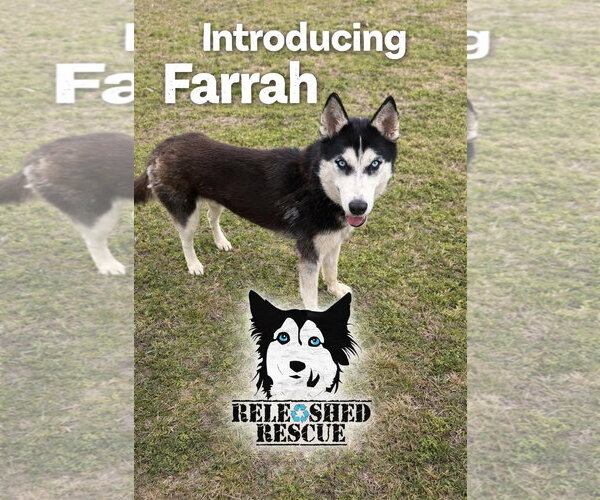 Medium Photo #1 Siberian Husky Puppy For Sale in Cumming, GA, USA