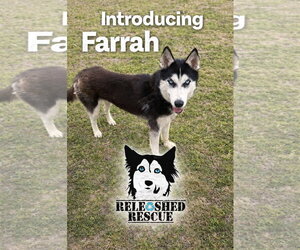 Siberian Husky Dogs for adoption in Cumming, GA, USA