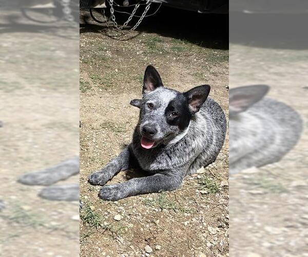 Medium Photo #3 Mutt Puppy For Sale in San Antonio, TX, USA